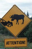 Beware... Moose