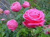 Roses to bring you joy