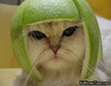 ...cat helmet..!