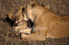 Lion kiss