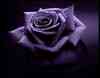 speacial rose for you