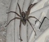 Brown Recluse