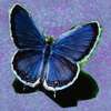 butterfly for u