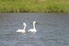 my home town swans 
