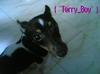 my terry boy