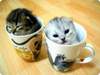 Cups of cat