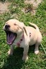 Yawn !