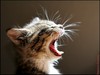 Yawn .. ROAR !