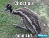 Cheer up emu kid