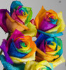 Rainbow Roses For Vanentines Day