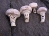 maniac mushrooms!!!