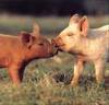 Pig Kiss x