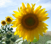 Sunflower :-)