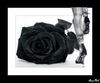 black rose for you