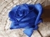 a special blue rose