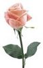 a single pink rose