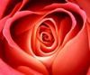 Love rOse