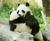Panda Bear HUG