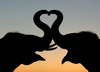 Elephant Love Kisses