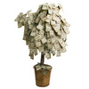 A money tree!!