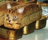 cat bread