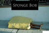 real sponge bob