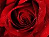 Scarlet Rose Just for YOU!!!