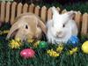A Bunny Pet 4 Easter