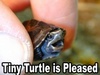You Please the Tiny Turtle