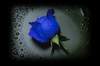 blue rose of everlasting love