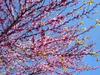 Almond Tree Spring Time