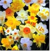 Spring Flowers-Daffodil s