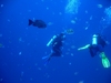 Diving in Egypt