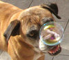 Dog Bubble