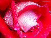 ♥sweet rose for sweet you♥