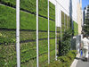 green wall