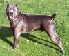 a beautiful Cane Corso dog