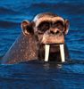 monky