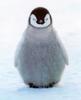 Cute Pengwin