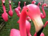 Lawn Flamingo Army