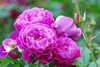Bouquet of purple roses