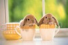 Take some bunnies in cups