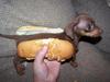 A Hot Dog