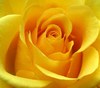 1 Yellow rose