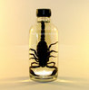 Scorpion in a Bottle
