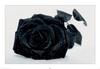 black rose.