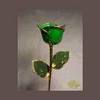 green rose