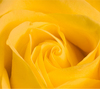 Yellow rose