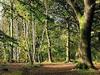 A Walk through an English Forest