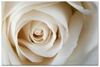 .white rose.